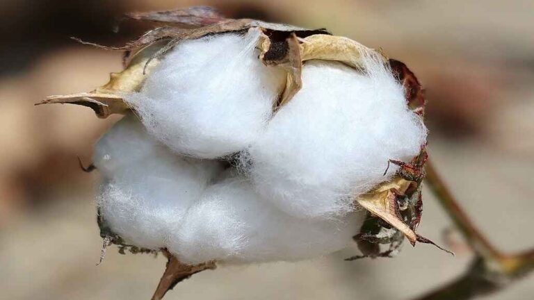 Bangladesh Pursues Duty-Free Access for US Cotton Apparel