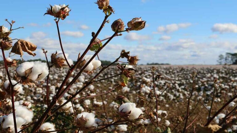 ICE Cotton Futures Rise Amid Weaker US Dollar