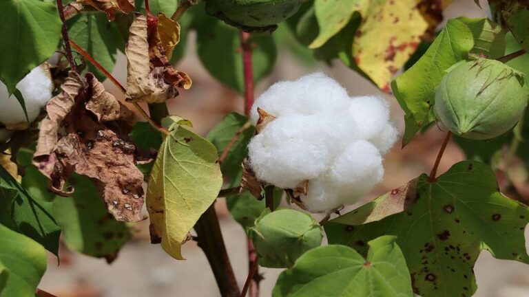 Cotton Futures Decline Amid Market Pressures and Oil Prices