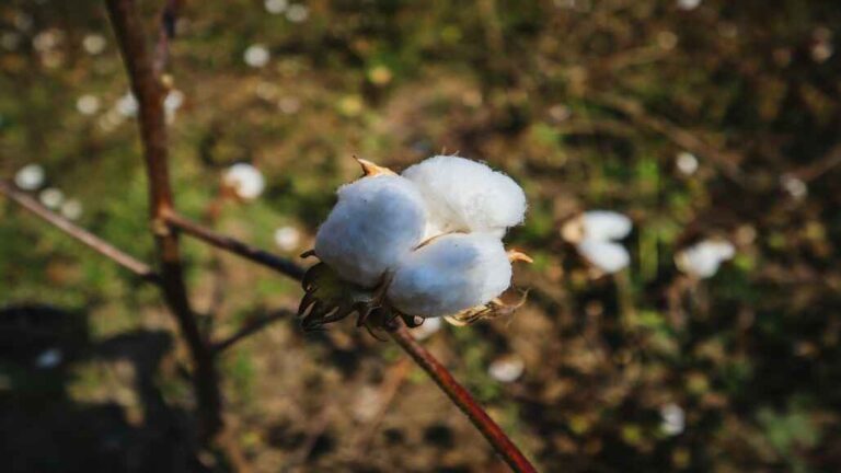 ICE Cotton Prices Rebound on Oil Decline and Dollar Weakness