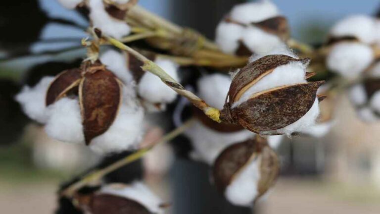 North Indian Cotton Yarn Trade Declines Amid Border Tensions North Indian Cotton Yarn Trade Declines Amid Border Tensions