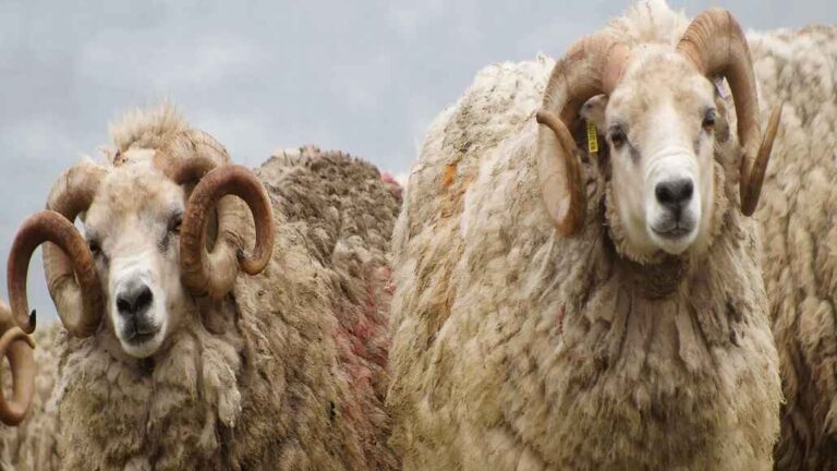 Shetland Sheep Wool Designs Featured in Student Project