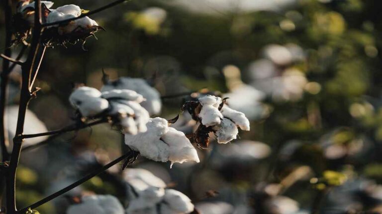 US Upland Cotton Sales Surge by 76% in April 2025: USDA