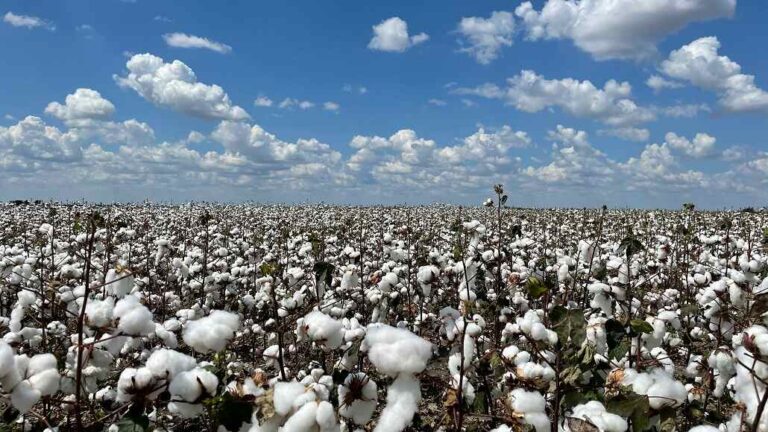 ICE Cotton Futures Drop Amid Weak USDA Projections