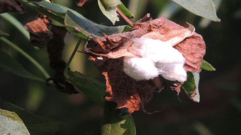 US Cotton Sales Drop Despite Strong Shipment Growth