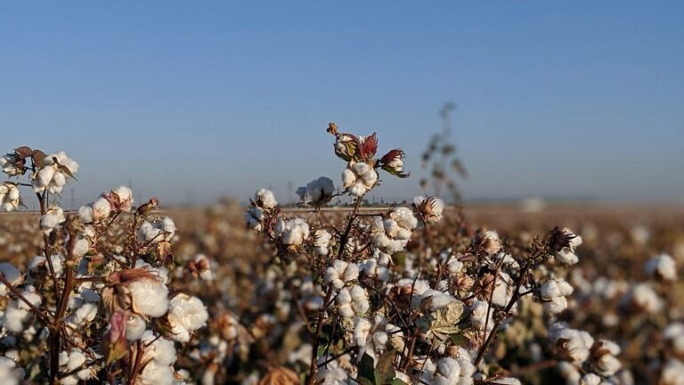 Cotton Farming in North India Affected by Drought Conditions