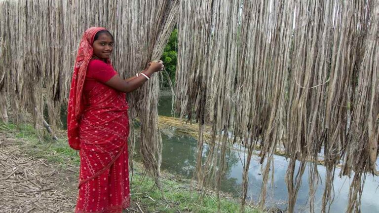 India’s Jute Production Declines Despite MSP Increases