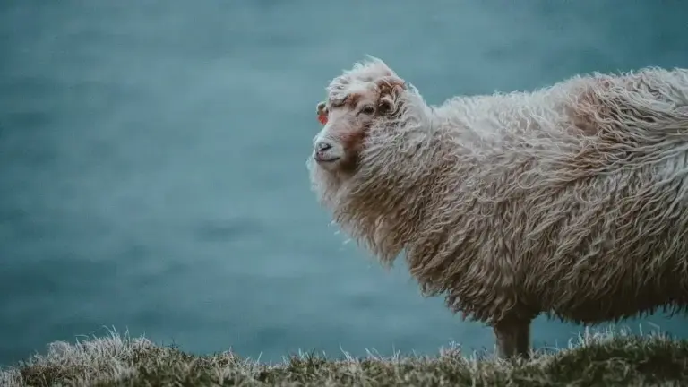 Merino Wool Prices Decline Amid Low Supply and Strong AUD