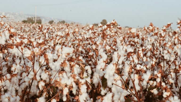 BTMA Seeks Withdrawal of Cotton Import Tax in Bangladesh