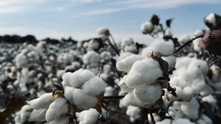 Cotton Trade in Focus Amid Tariff Talks Between India & US