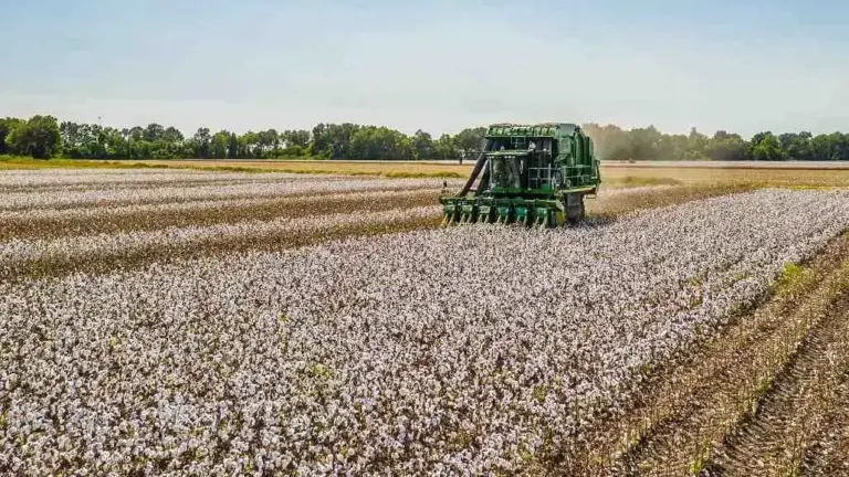 Over 50% of Better Cotton Now Traceable in Supply Chains