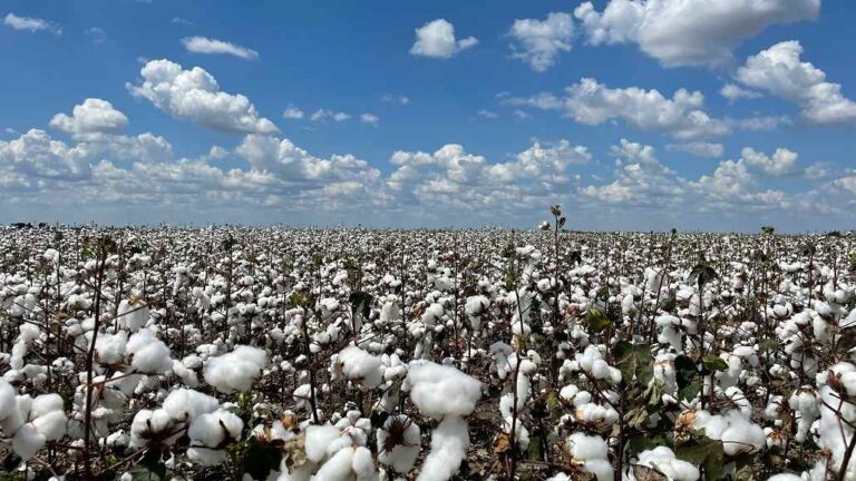 Organic Cotton Accelerator Updates Progress for 2024