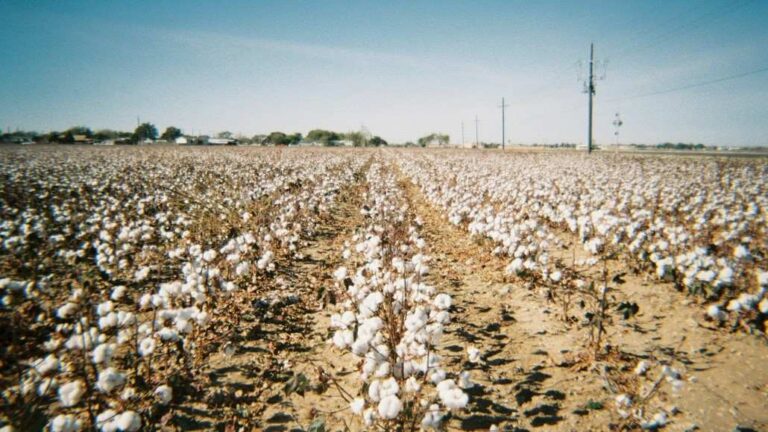 India Sees Record Cotton Purchases Despite Planting Drop