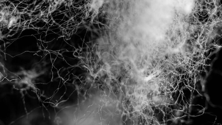 LVMH, Tereos, and Avantium Join Forces for PEF Project