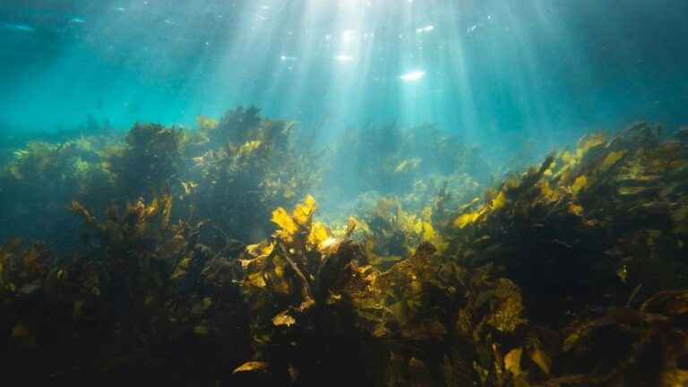 Saudi Red Sea Seaweed Project for Sustainable Fashion