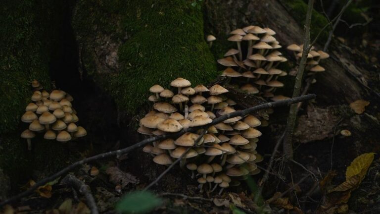 Mycelium Insulation: Top Alternative for EU Textile Waste