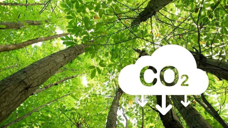 Ineffective Decarbonization in Textile Sector: Cascale