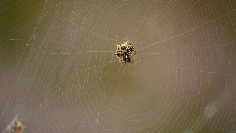 Kraig Biocraft Begins Shipping Spider Silk Fiber Samples