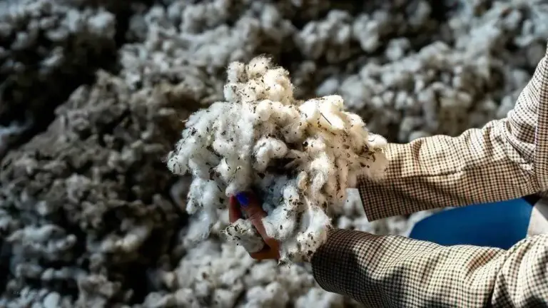 Azerbaijan Plans Cotton Insurance as Exports Rise in Q1