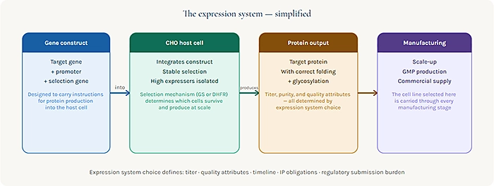The expression system simplified