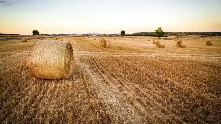 Report: Wheat Straw Pulp Works for Viscose and Lyocell