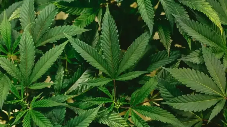 Turkish Textile Industry Embraces Hemp Amidst Economic Headwinds