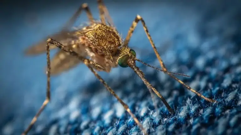 NC State Develops Chemical-Free Anti-Mosquito Military Knit