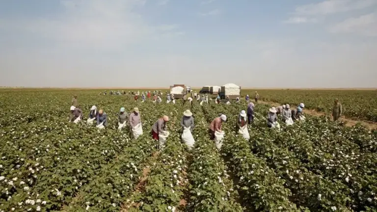 Report Alleges Widespread Forced Labor Returns in Turkmenistan Cotton Harvest