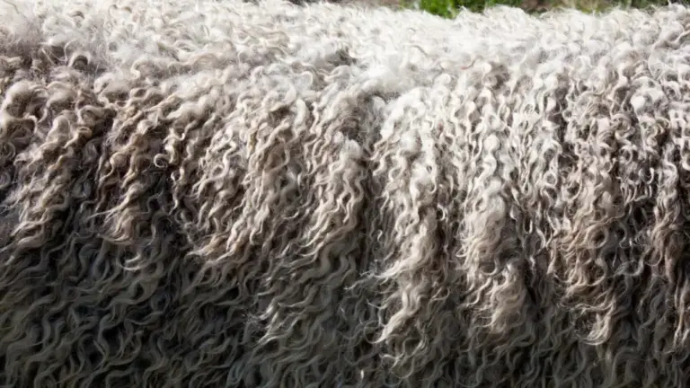 Australian Wool Ends 2025-26 Lower, but Season Stays Strong