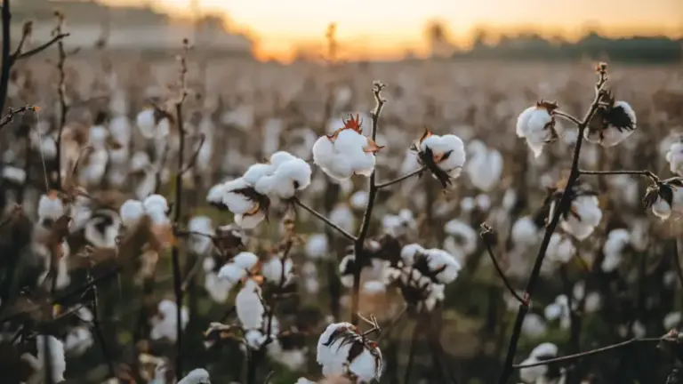 Global Consumers Rank Cotton as the Most Eco-Friendly Fibre: Survey